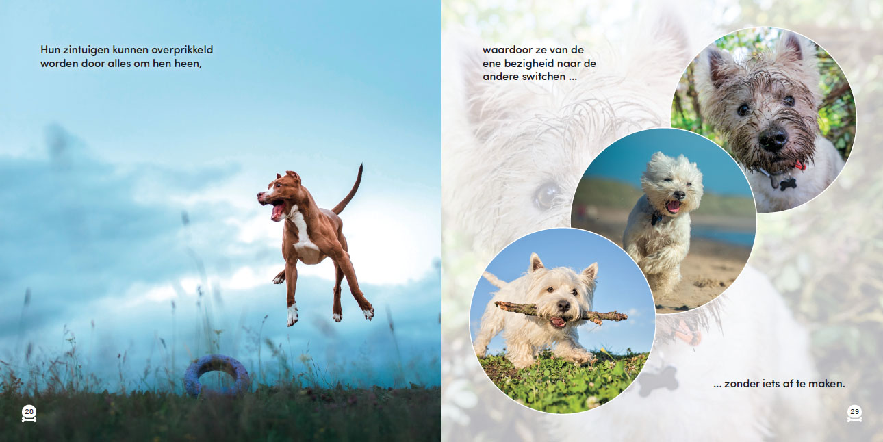 Alle honden hebben ADHD - Afbeelding 3